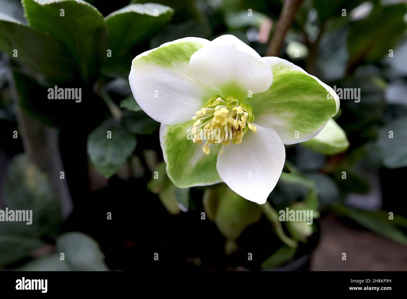 Helleborus niger ‘Christmas Carol’ hellebore Christmas Rose – fiori bianchi piatti a forma di ciotola con lavaggio verde medio, novembre, Inghilterra, Regno Unito Foto Stock
