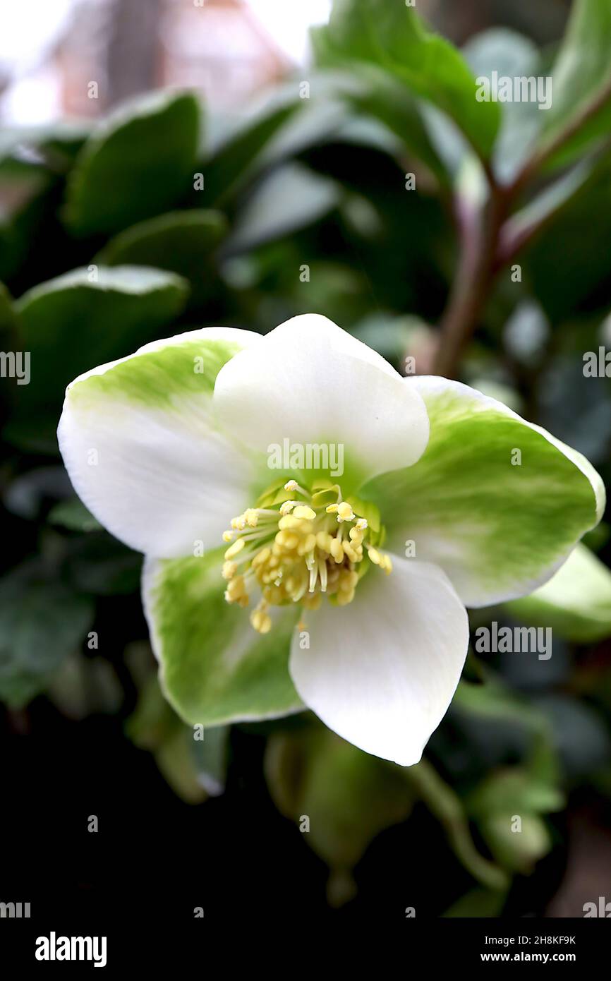 Helleborus niger ‘Christmas Carol’ hellebore Christmas Rose – fiori bianchi piatti a forma di ciotola con lavaggio verde medio, novembre, Inghilterra, Regno Unito Foto Stock
