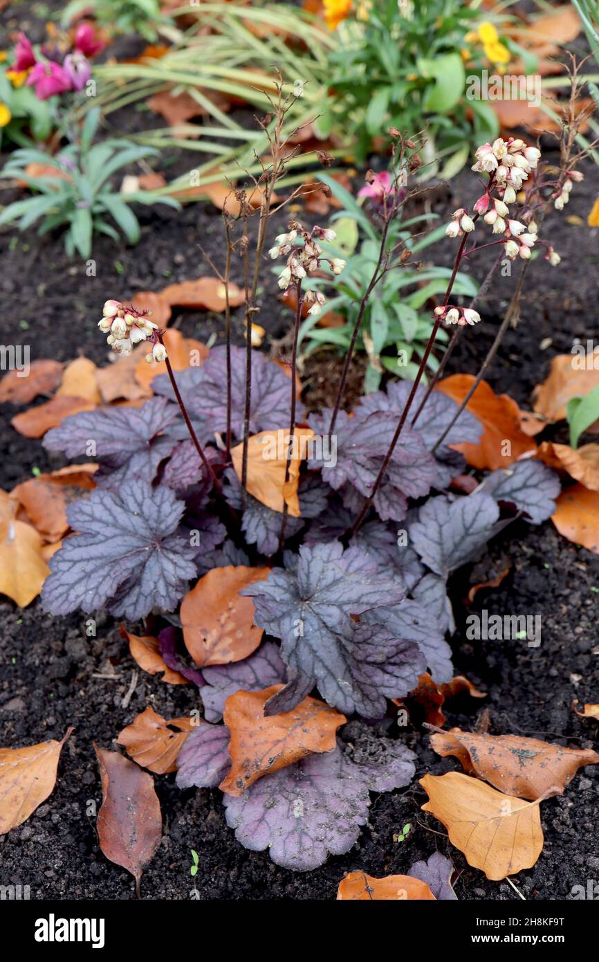 Heucherella ‘Plum Cascade’ campane schiumose Plum Cascade – piccoli fiori di crema su steli corti di colore rosso scuro e foglie e vene di prugna con glassa d’argento, Regno Unito Foto Stock
