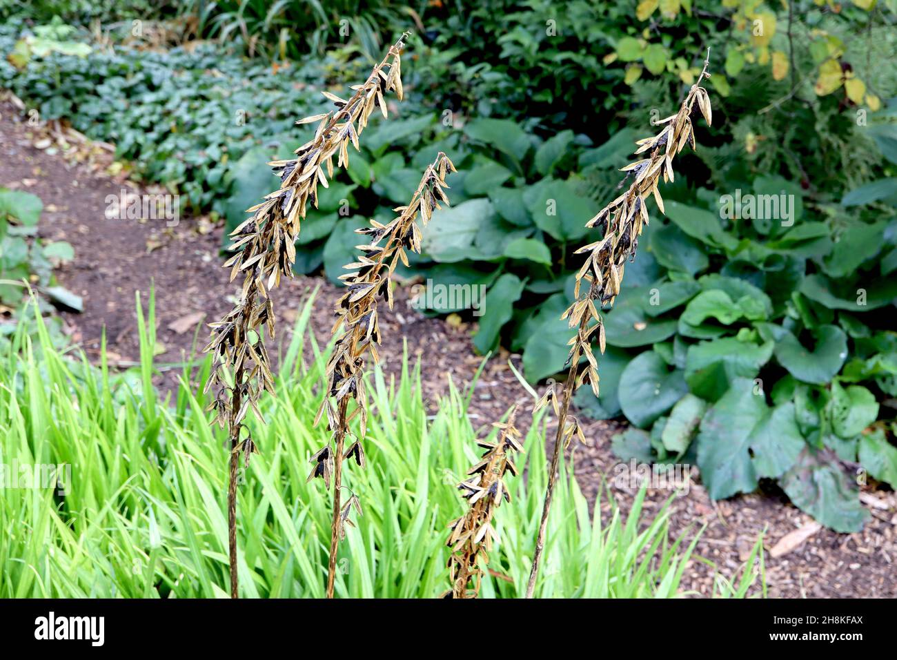 Hosta longipes SEEDHEADS SOLO rock hosta – verso il basso teste di seme marrone chiaro con semi neri, novembre, Inghilterra, Regno Unito Foto Stock