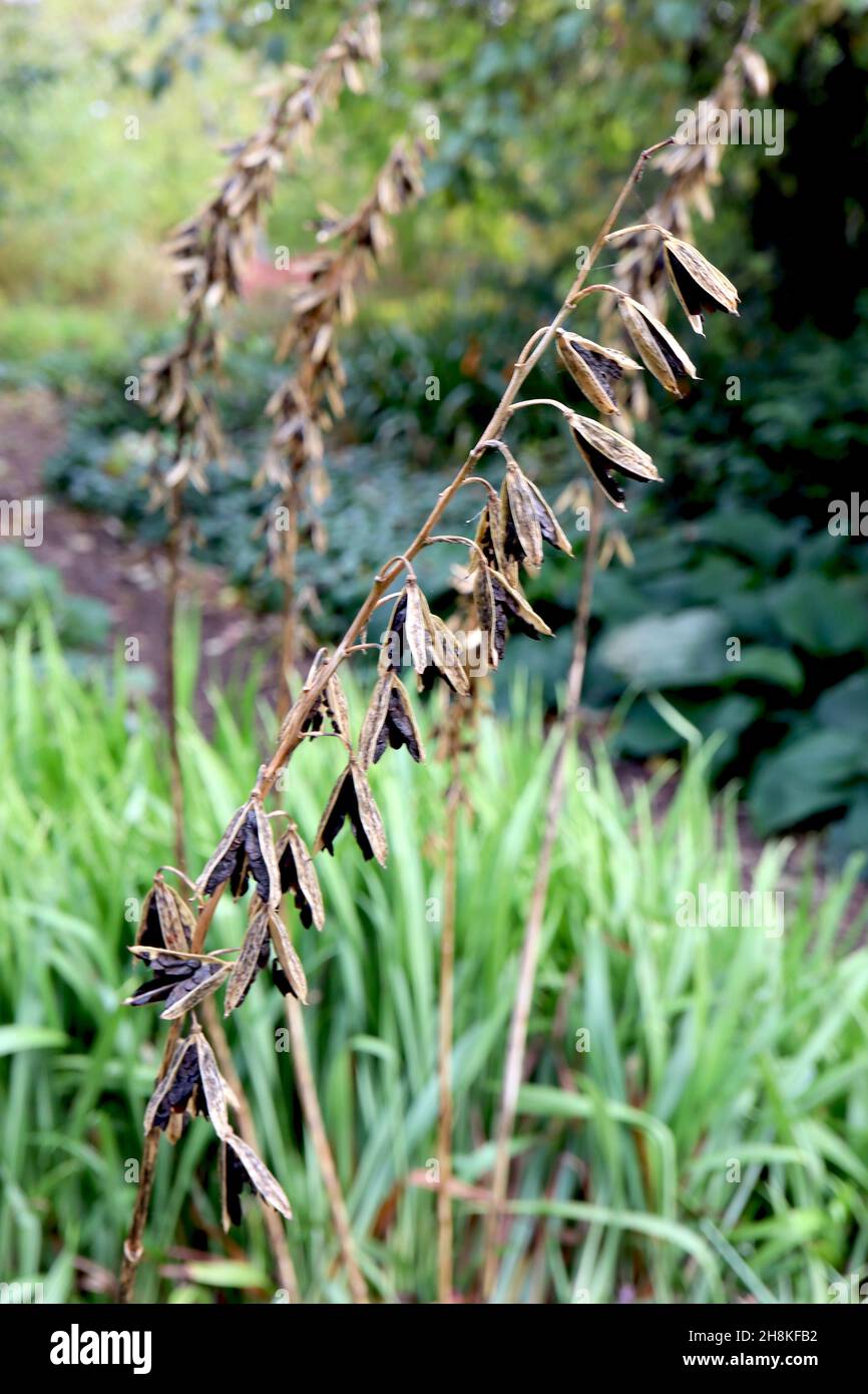 Hosta longipes SEEDHEADS SOLO rock hosta – verso il basso teste di seme marrone chiaro con semi neri, novembre, Inghilterra, Regno Unito Foto Stock
