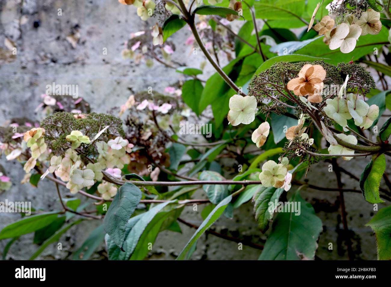 Hydrangea aspera subsp aspera villosa Group hydrangea a foglie ruvide – petali secchi e boccioli di fiori, foglie di ovato verde scuro larghe, novembre, Inghilterra, Regno Unito Foto Stock