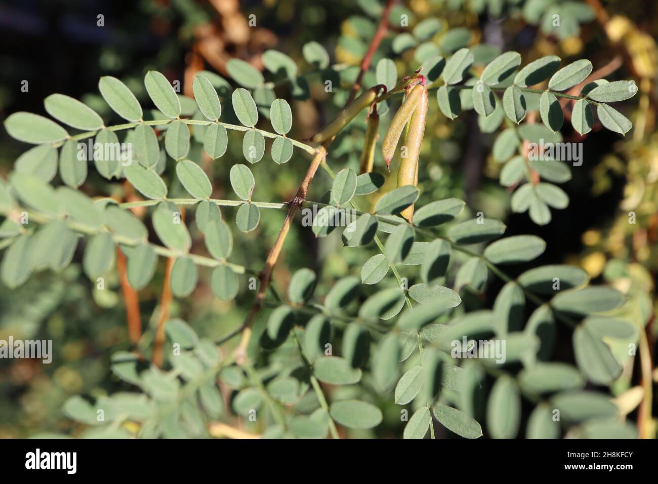 Indigofera pendula piangendo indaco – gruppi di teste di semi cilindriche verde chiaro, foglie di pinna verde blu, novembre, Inghilterra, Regno Unito Foto Stock