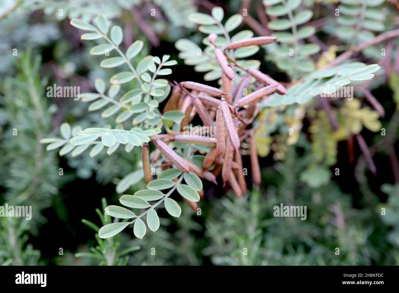 Indigofera tintoria vero indaco – gruppi di teste di semi di rame marrone, foglie di rosa verde grigio, novembre, Inghilterra, Regno Unito Foto Stock