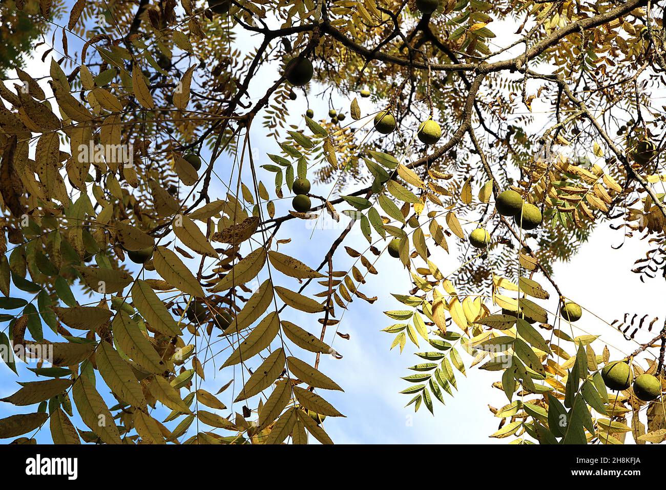Juglans nigra noce nero – grande frutta verde rotonda e foglie di pinna gialla, novembre, Inghilterra, Regno Unito Foto Stock