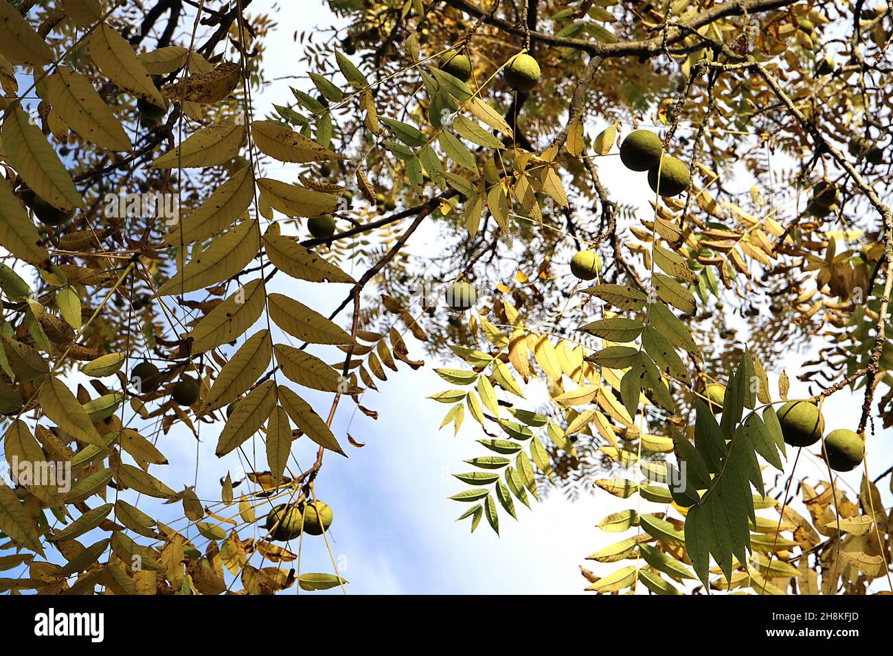 Juglans nigra noce nero – grande frutta verde rotonda e foglie di pinna gialla, novembre, Inghilterra, Regno Unito Foto Stock