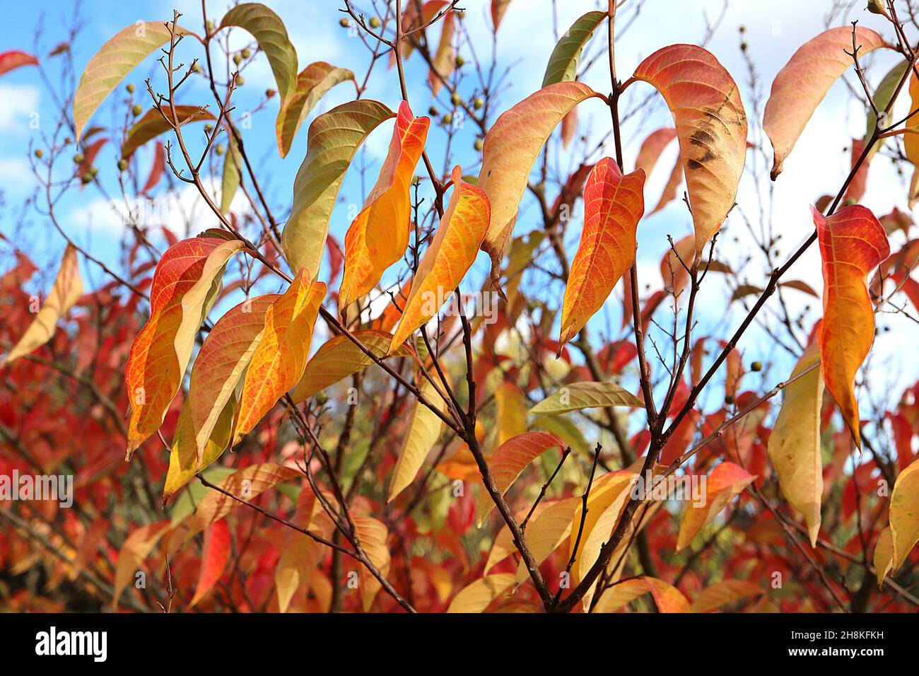 Lagerstroemia fauriei mirto di colza giapponese – bacche lucide di medio verde e foglie oblunghe gialle, arancioni e rosse, novembre, Inghilterra, Regno Unito Foto Stock