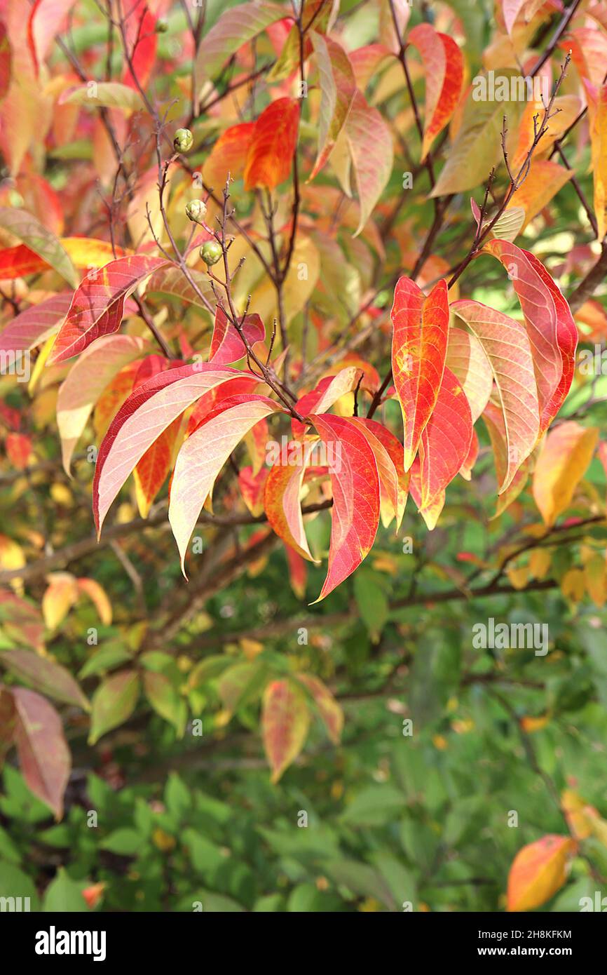 Lagerstroemia fauriei mirto di colza giapponese – bacche lucide di medio verde e foglie oblunghe gialle, arancioni e rosse, novembre, Inghilterra, Regno Unito Foto Stock