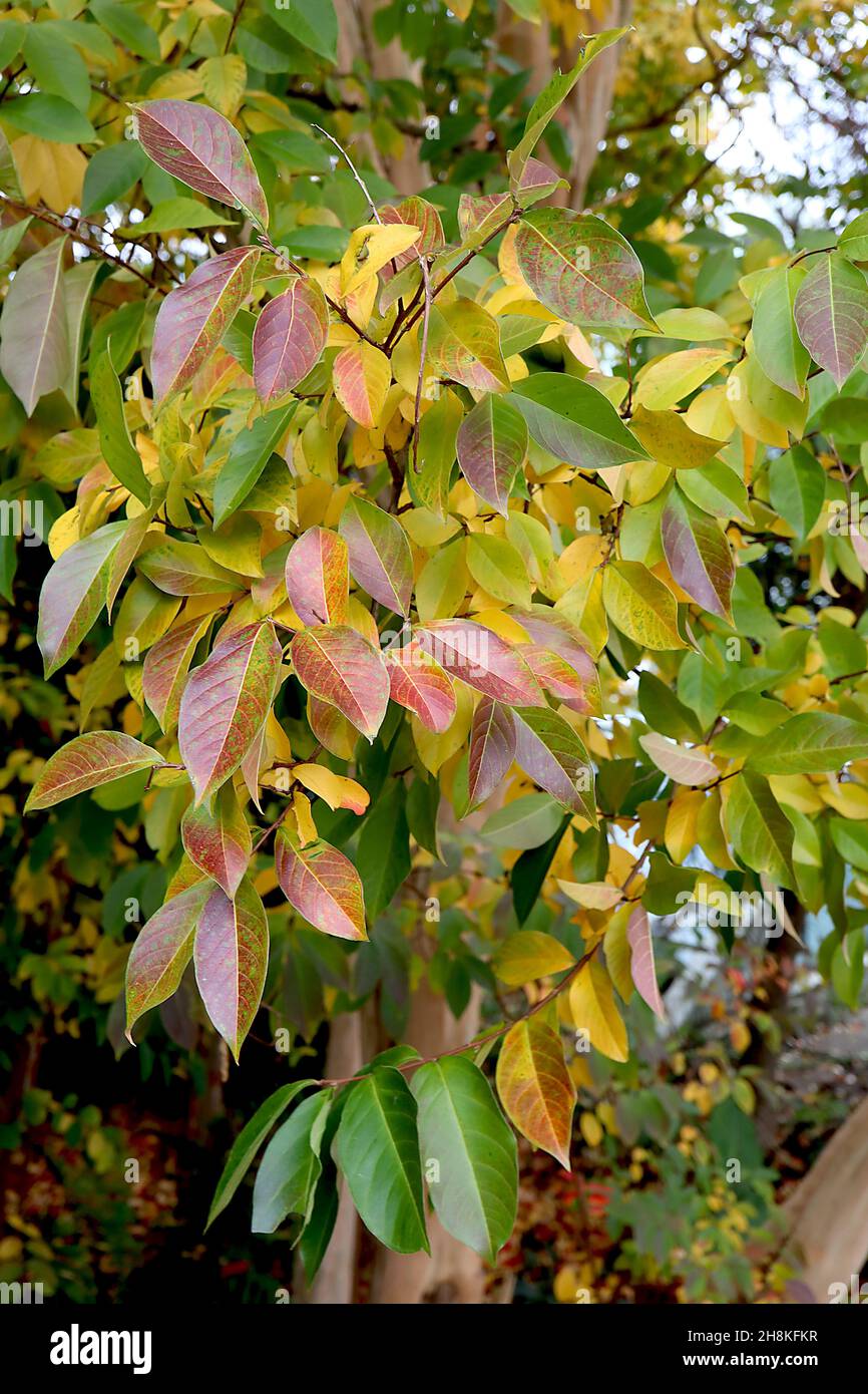 Lagerstroemia «Muskogee» mirto di colza Muskogee - foglie oblunghe gialle, arancioni e rosse, novembre, Inghilterra, Regno Unito Foto Stock