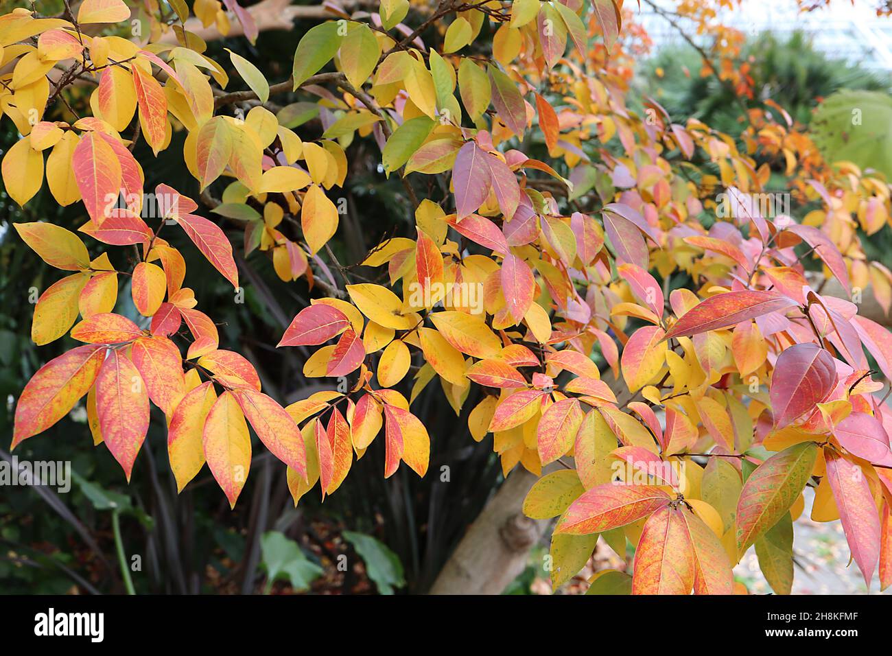Lagerstroemia «Muskogee» mirto di colza Muskogee - foglie oblunghe gialle, arancioni e rosse, novembre, Inghilterra, Regno Unito Foto Stock