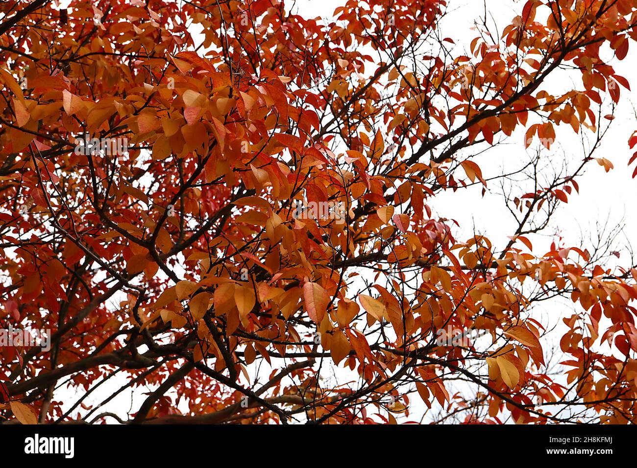Lagerstroemia «Muskogee» mirto di colza Muskogee - foglie oblunghe rosse arancioni, novembre, Inghilterra, Regno Unito Foto Stock