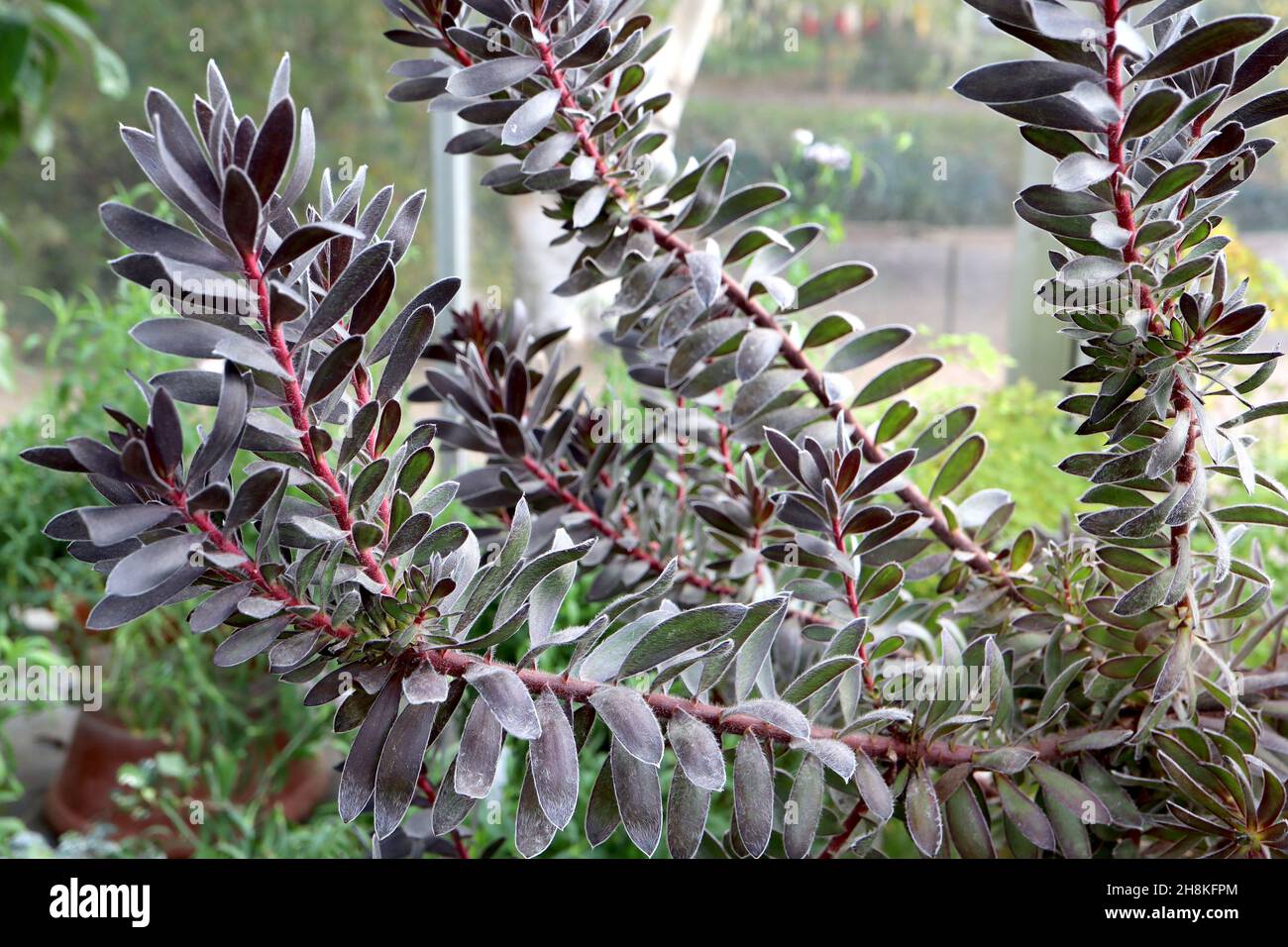 Leuadendron ‘Burgundy Sunset’ conebush Burgundy Sunset – ellittico spiralmente arrangiato viola foglie nere su steli rossi, novembre, Inghilterra, Regno Unito Foto Stock