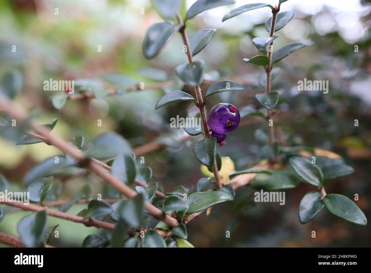 Lonicera nitida box honeyesukle – blu traslucido bacche rotonde e piccole foglie ovali lucide verde scuro, novembre, Inghilterra, Regno Unito Foto Stock