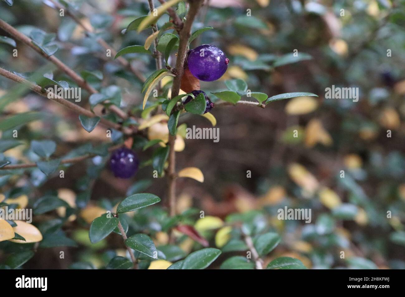 Lonicera nitida box honeyesukle – blu traslucido bacche rotonde e piccole foglie ovali lucide verde scuro, novembre, Inghilterra, Regno Unito Foto Stock