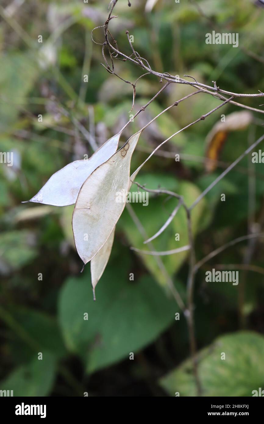 Lunaria rediviva SEMI TESTE perenne onestà – pod di semi di spugnetta ellittica leggera, novembre, Inghilterra, Regno Unito Foto Stock