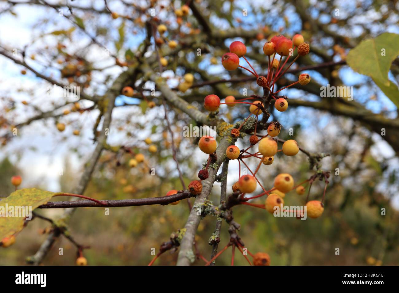 Malus ‘Ormiston Roy’ Ormiston Roy Crabapple – grappoli di frutti rossi gialli, novembre, Inghilterra, Regno Unito Foto Stock