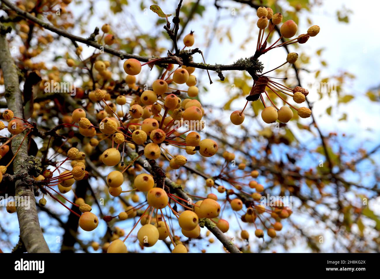 Malus ‘Ormiston Roy’ Ormiston Roy Crabapple – grappoli di frutti rossi gialli, novembre, Inghilterra, Regno Unito Foto Stock