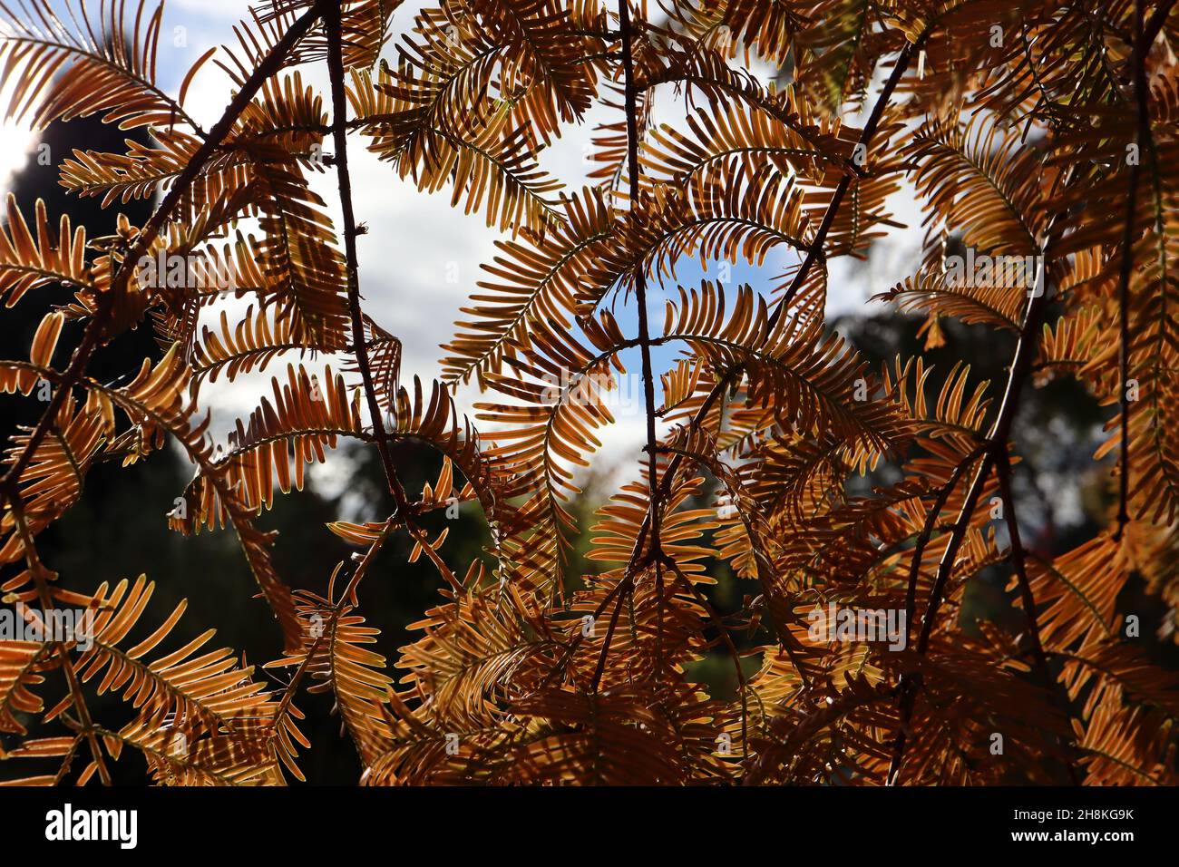 Metasequoia glyptostroboides alba redwood – arancio marrone sottile pinnate foglie di ferny, novembre, Inghilterra, Regno Unito Foto Stock