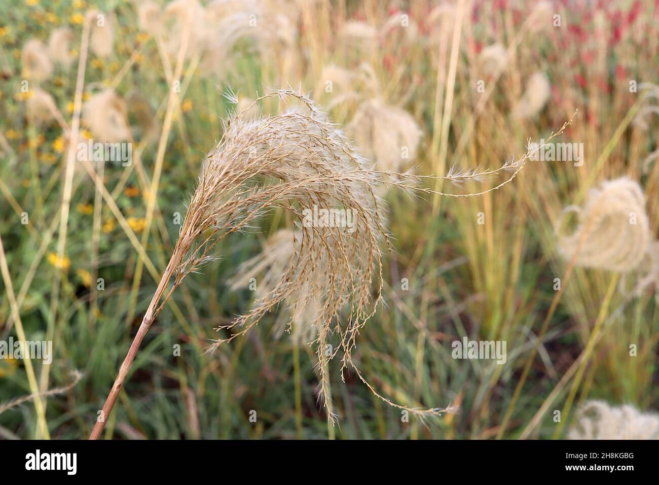 Miscanthus nepalensis Himalayan fata erba – panicles di polpette curve e slanciate foglie d'arco verde medio, novembre, Inghilterra, Regno Unito Foto Stock