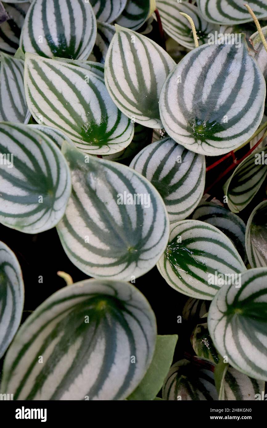 Peperomia argyreia watermelon begonia – foglie di colore verde scuro ovato con bande grigio argentato, novembre, Inghilterra, Regno Unito Foto Stock