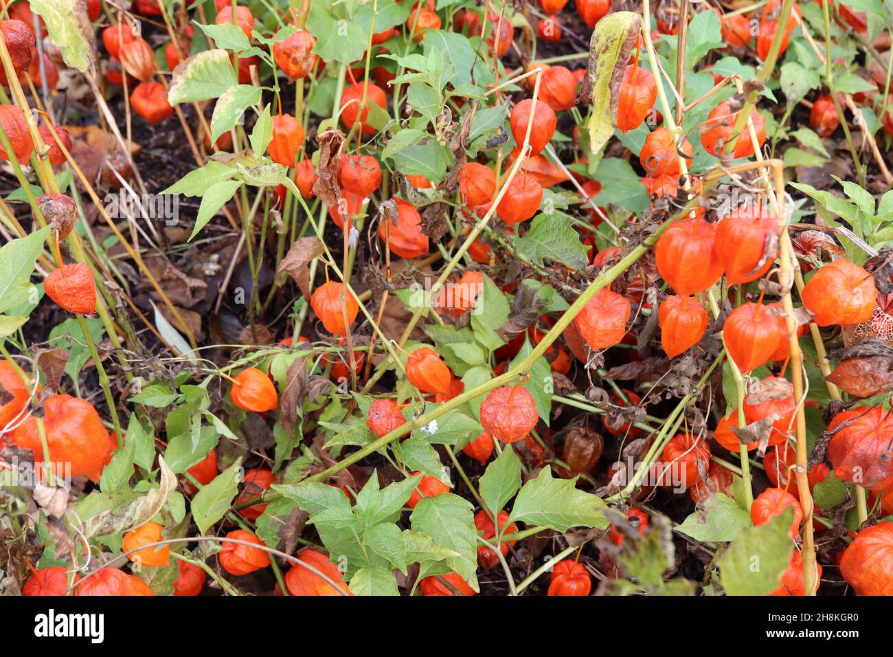 Physalis alkekengi var franchetii Lanterna cinese – calice gonfiato arancione e grandi foglie di ovato verde medio, novembre, Inghilterra, Regno Unito Foto Stock