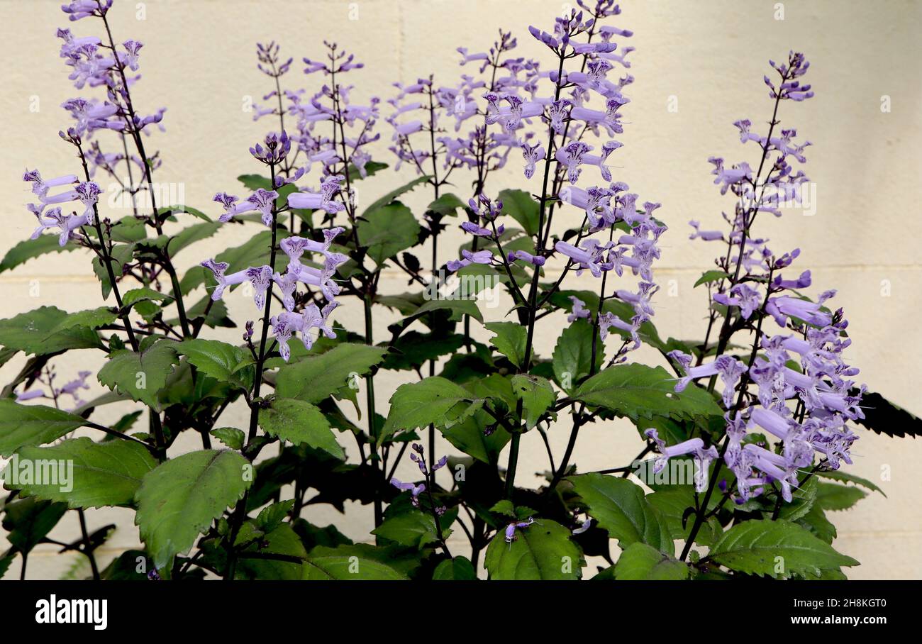 Plectranto ‘Mona Lavanda’ Spur flower Mona Lavanda – fiori di lavanda tubolare a due labbri con macchie violacee, foglie verdi medie con contorno nero Foto Stock