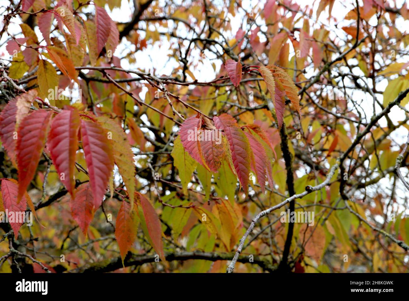 Prunus subhirtella Winter-flowering Cherry – foglie di ovato di medio verde e ciliegia con estremità appuntite, novembre, Inghilterra, Regno Unito Foto Stock