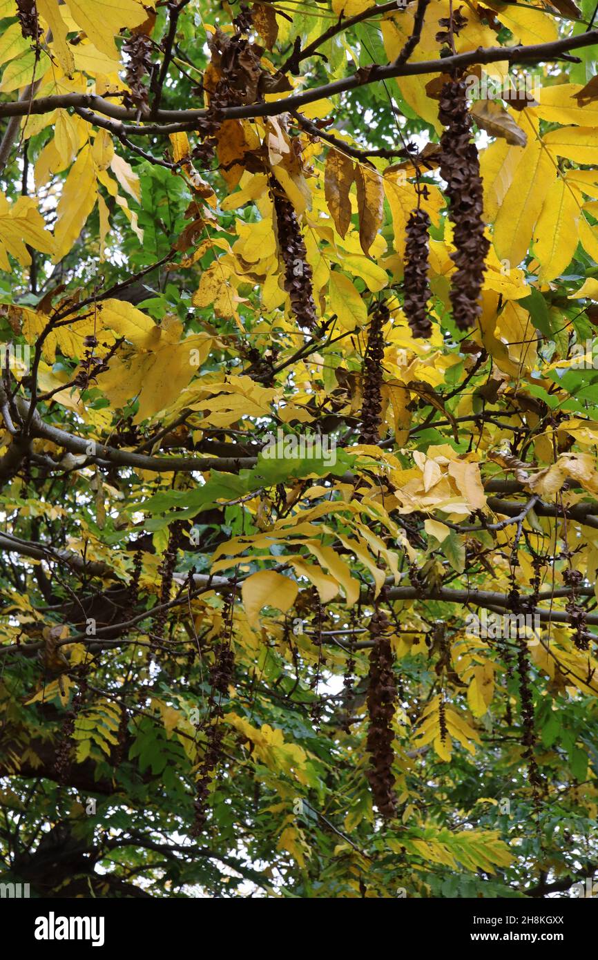 Pterocarya fraxinifolia noce caucasica – racemi pendolari di teste di semi marroni essiccati, foglie gialle e verde medio, novembre, Inghilterra, Regno Unito Foto Stock