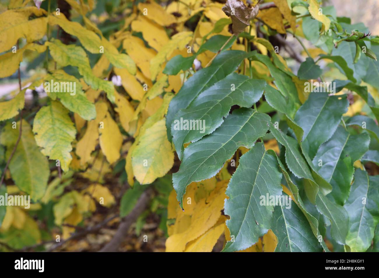 Pterocarya fraxinifolia noce caucasica – racemi pendolari di teste di semi marroni essiccati, foglie gialle e verde medio, novembre, Inghilterra, Regno Unito Foto Stock