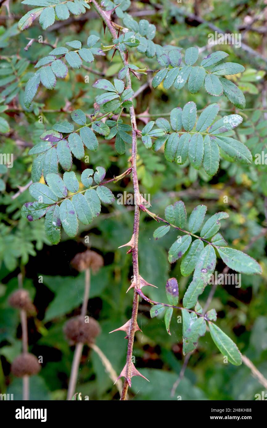 Rosa sericea subsp omeiensis f pteracantha rosa di spine alate – ampie spine triangolari piatte e foglie di verde medio pinnate, steli marroni scuri, Foto Stock