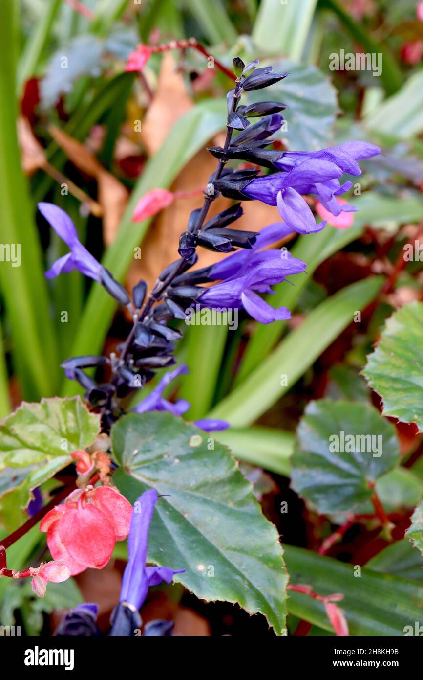 Salvia garitica salvia «Black and Blue» salvia profumata di anice - fiori tubolari blu viola a due labbri con calice nero su steli medi, novembre, Inghilterra Foto Stock