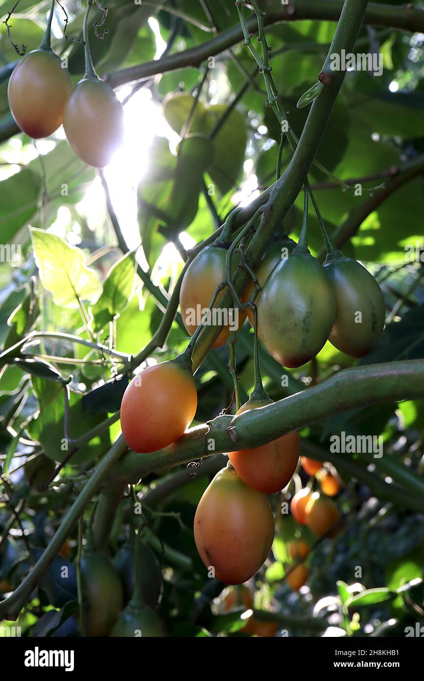Solanum betaceum tamarillo – frutta a forma di uovo rosso arancio e grandi foglie verde scuro, novembre, Inghilterra, Regno Unito Foto Stock