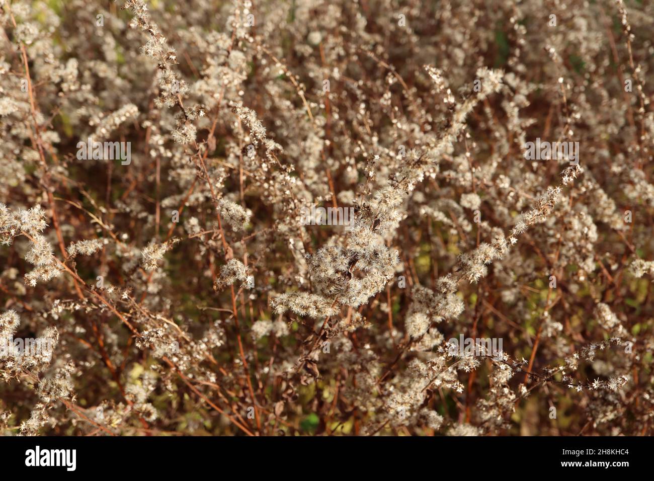 Solidago rugosa ‘Fuochi d’artificio’ Goldenrod Fireworks – arcate ricche gambi marroni di teste di semi soffici, novembre, Inghilterra, Regno Unito Foto Stock