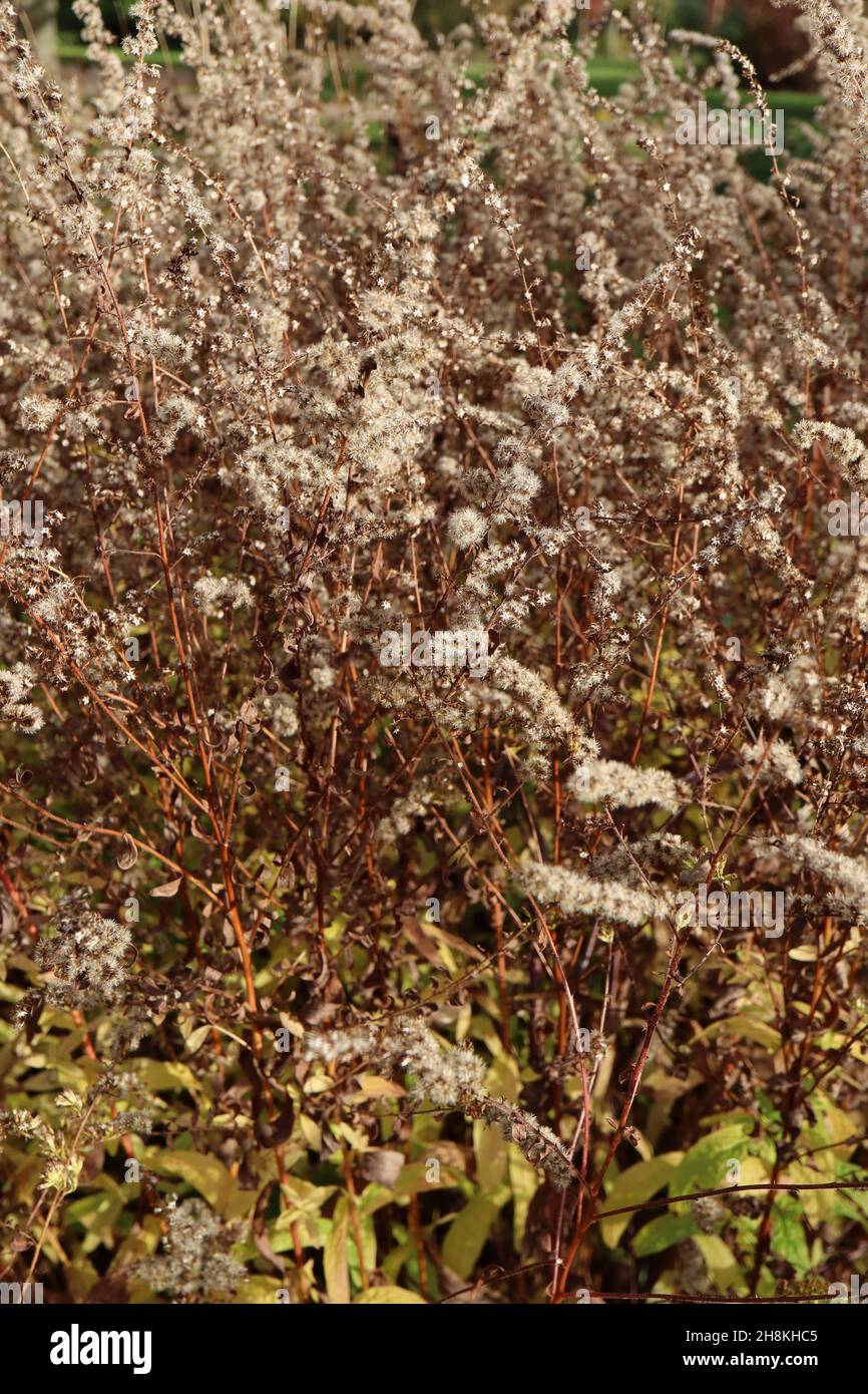 Solidago rugosa ‘Fuochi d’artificio’ Goldenrod Fireworks – arcate ricche gambi marroni di teste di semi soffici, novembre, Inghilterra, Regno Unito Foto Stock