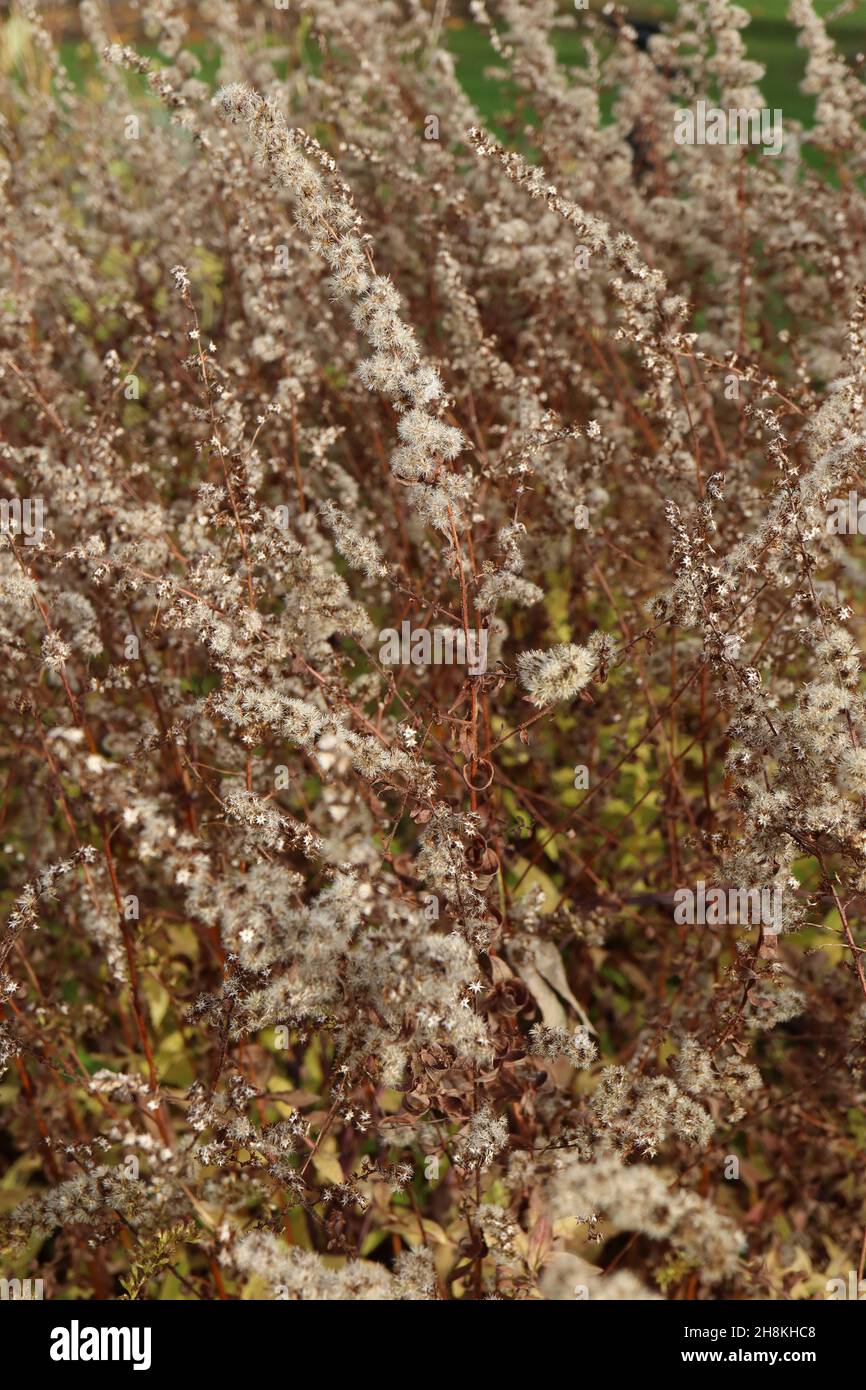 Solidago rugosa ‘Fuochi d’artificio’ Goldenrod Fireworks – arcate ricche gambi marroni di teste di semi soffici, novembre, Inghilterra, Regno Unito Foto Stock