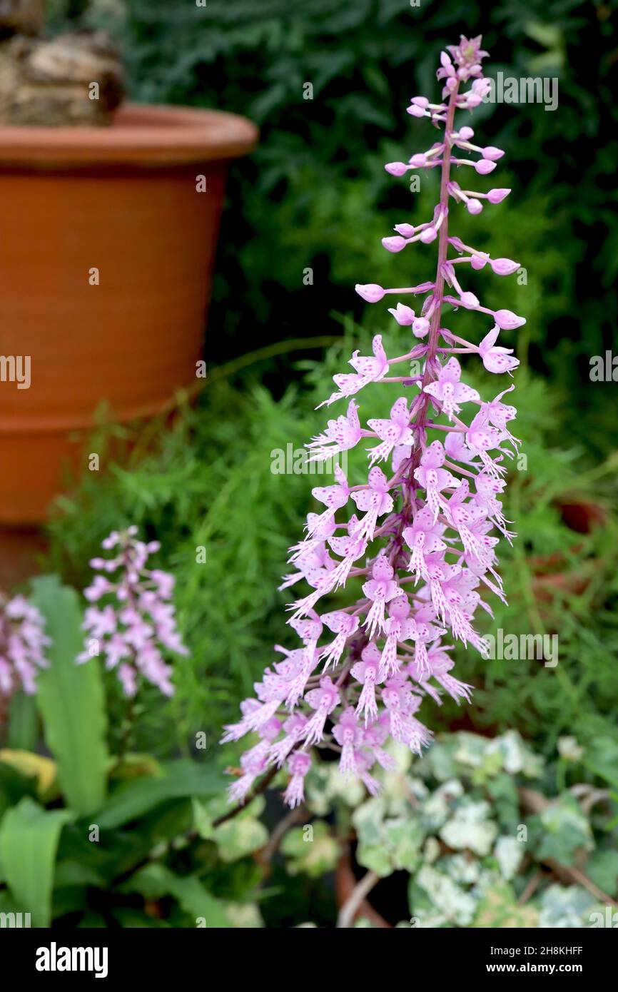 Stenoglottis longifolia stenoglottis a foglie lunghe – piccoli fiori di tipo orchidea con macchie violacee, lunghe foglie ellittiche, novembre, Inghilterra, Regno Unito Foto Stock
