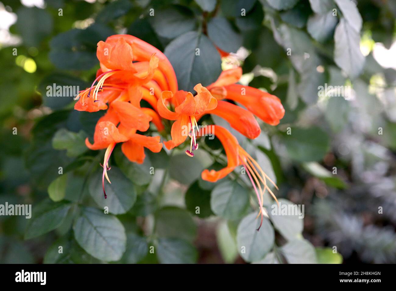 Tecomaria capensis cape honeysuckle – fiori tubolari rosso arancio e foglie ovali verde scuro, novembre, Inghilterra, Regno Unito Foto Stock