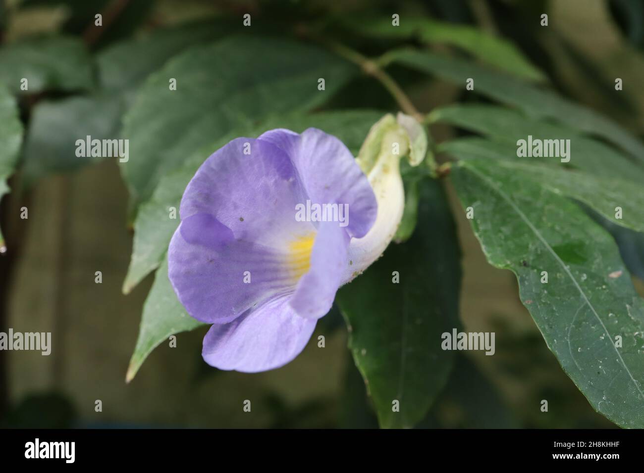 Thunbergia vogeliana a forma di imbuto curvo verso l'alto fiore blu lavanda con tubo bianco, verde scuro pinnate foglie, novembre, Inghilterra, Regno Unito Foto Stock