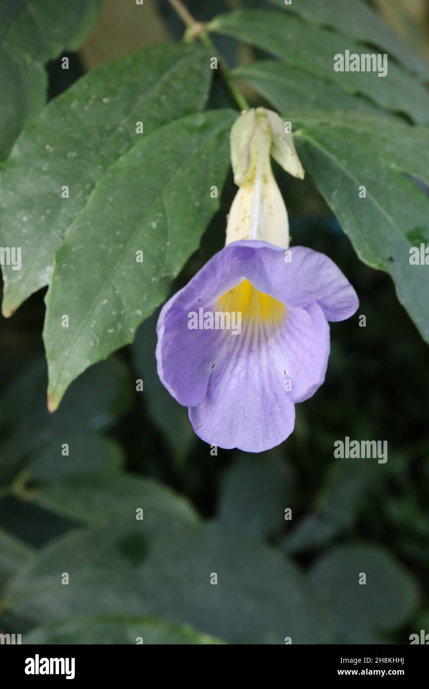 Thunbergia vogeliana a forma di imbuto curvo verso l'alto fiore blu lavanda con tubo bianco, verde scuro pinnate foglie, novembre, Inghilterra, Regno Unito Foto Stock