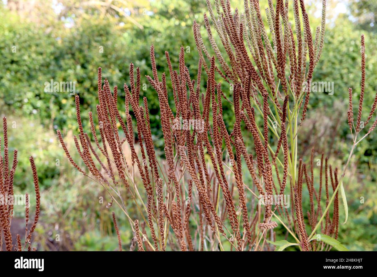 Verbena hastata American blue vervain - lunghi racemi densi di teste di semi bruni russet, novembre, Inghilterra, Regno Unito Foto Stock