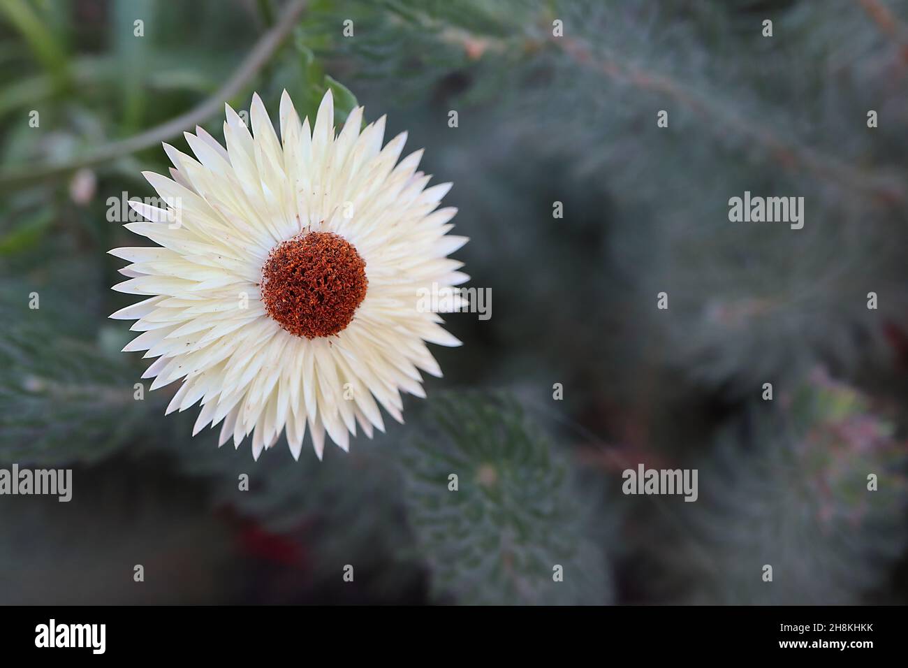 Xerochrysum / Helichrysum bracteatum Strawflower – fiori bianchi con centro giallo, novembre, Inghilterra, Regno Unito Foto Stock