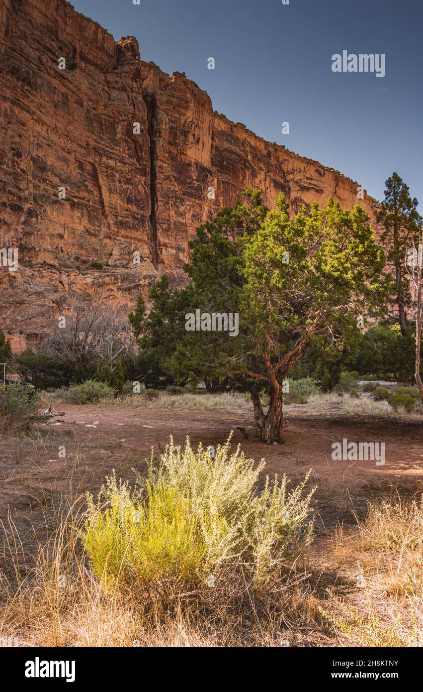Foto di paesaggio su uno sfondo di pietra a Echo Park Campground, Dinosaur Nation Monument, Utah e Colorado, USA Foto Stock