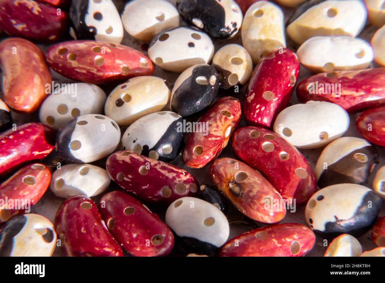 Raccolti di fagioli distrutti da parassiti di leguminose - Acanthoscelides Breweri, fuoco selettivo Foto Stock