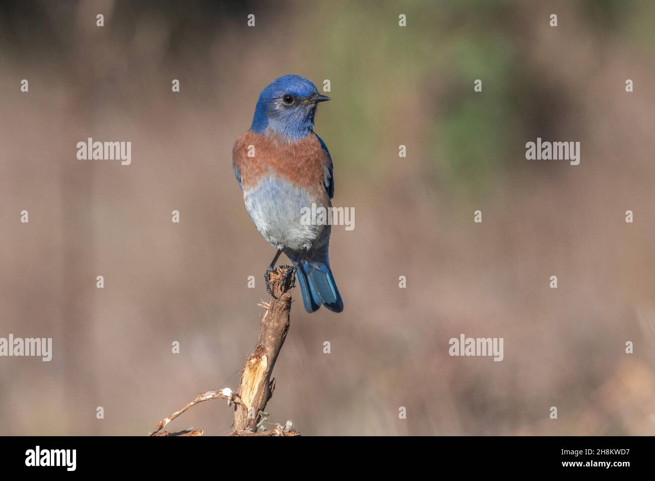 Il bluebird occidentale (Sialia mexicana) è un mughetto originario della California e della costa occidentale. Uno degli uccelli più colorati della regione. Foto Stock