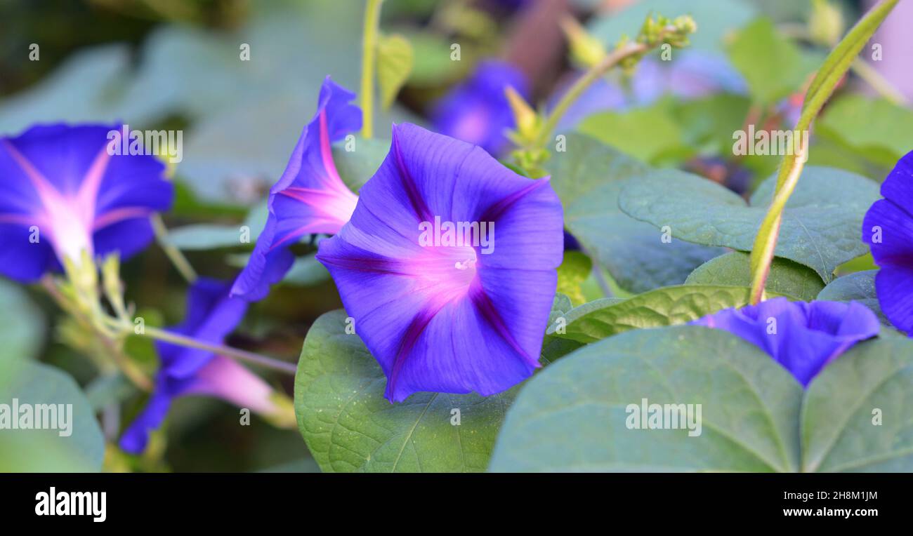 Ipomoea indica, viola ipomoea fiori sfondo. Un primo piano di ipomoea indica blu e rosa, un vitigno perenne conosciuto come un fiore di gloria del mattino blu. Foto Stock