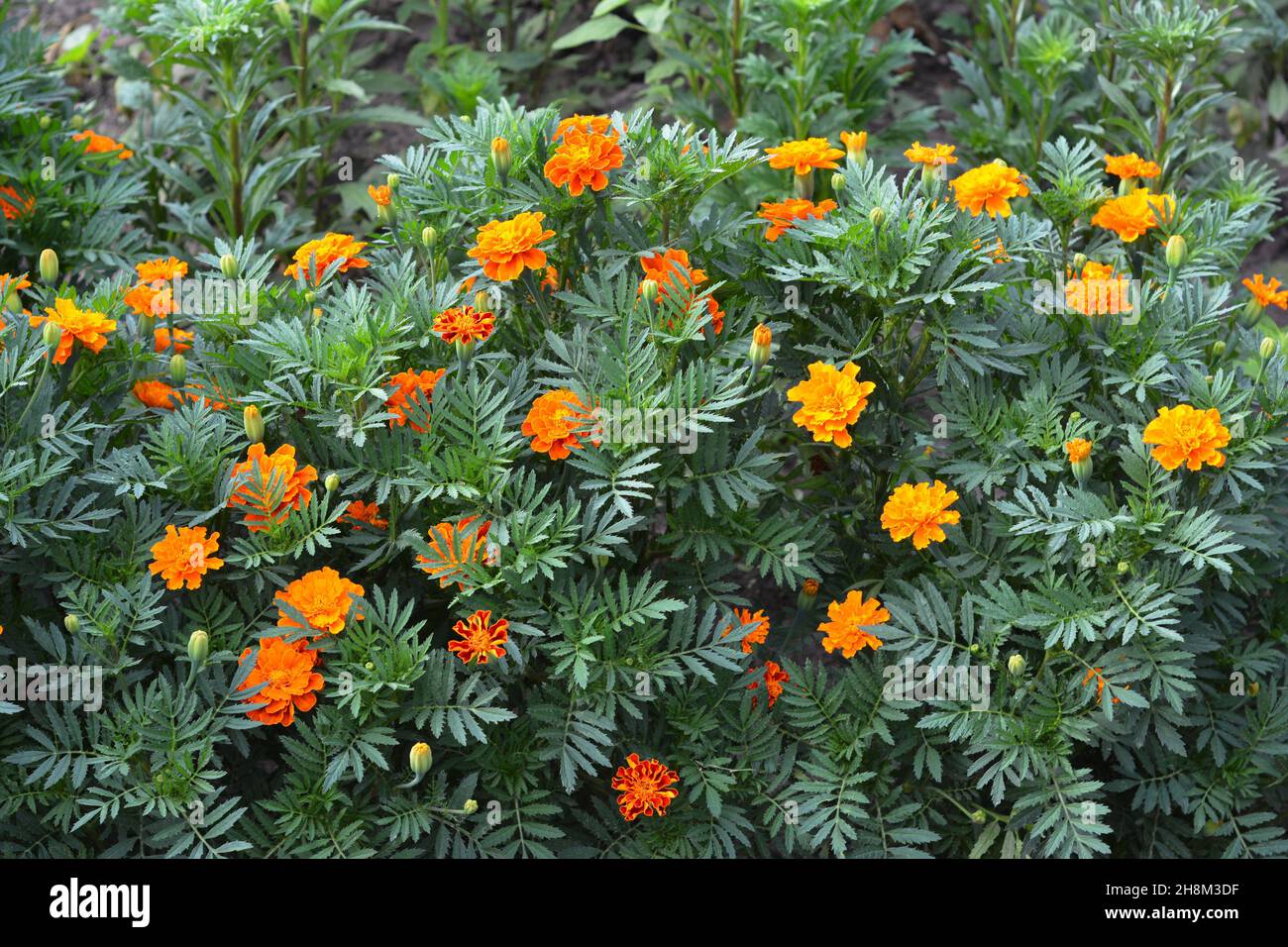 Tagetes patula, o francese Marigold pianta fioritura profusely con fiori d'arancio tutta l'estate. Marigold arancione con sfondo a doppia fioritura. Foto Stock
