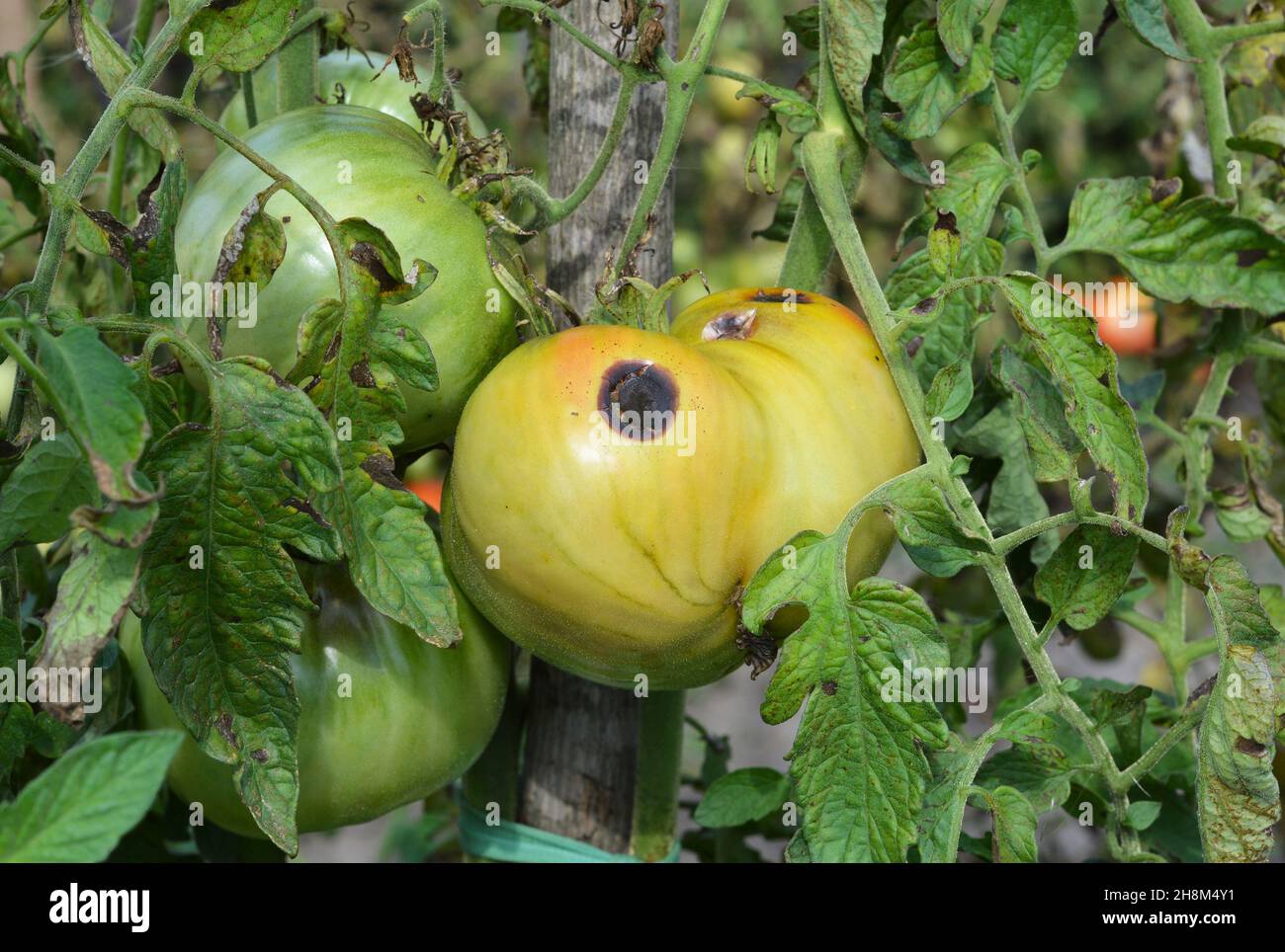 Malattia e problemi della frutta di pomodoro. Sintomi della malattia di antracnosio di pomodoro, marciume nero su un pomodoro verde non maturo a causa del tempo umido caldo. Foto Stock