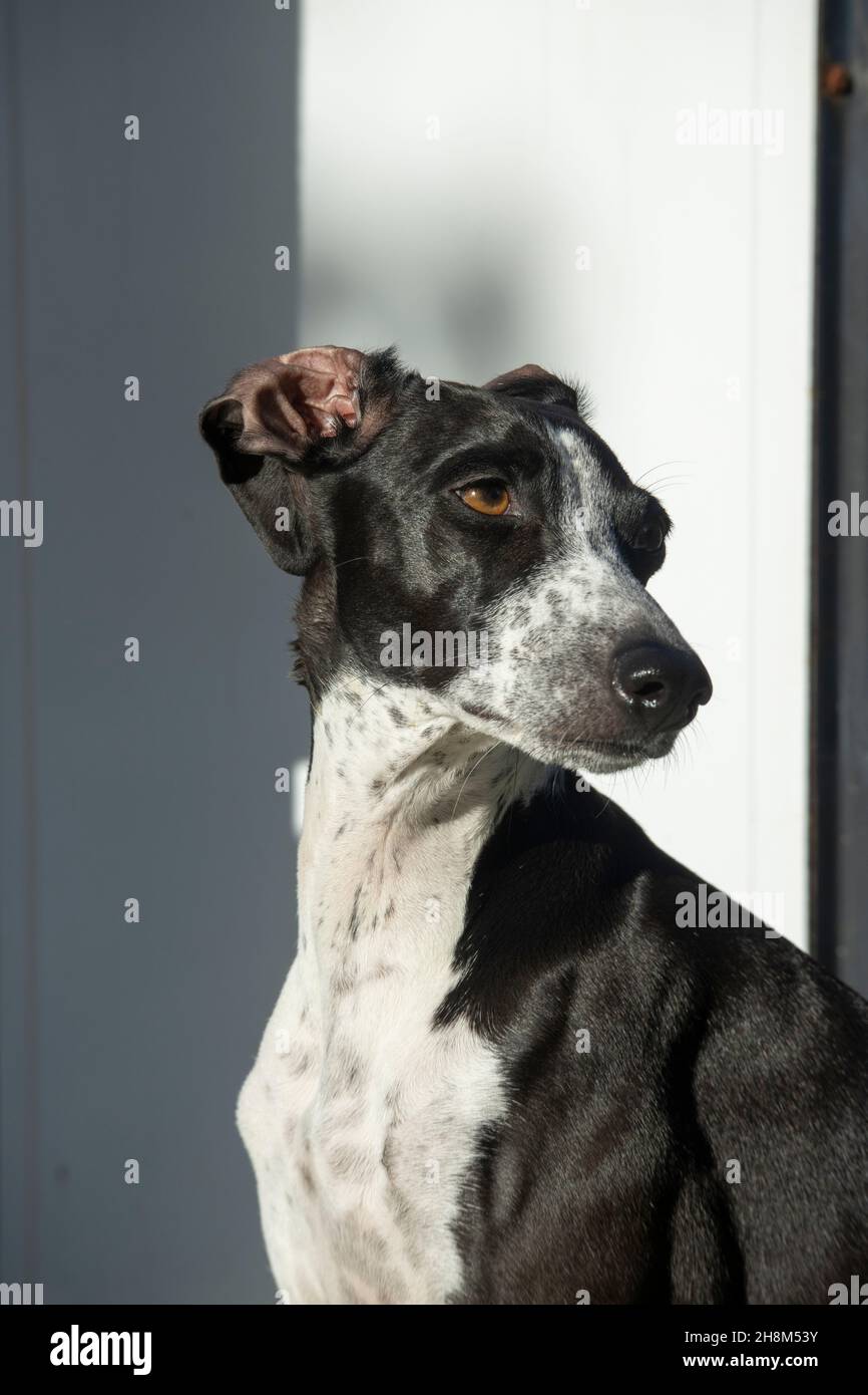 Greyhound Ruby posa sul muro bianco Foto Stock