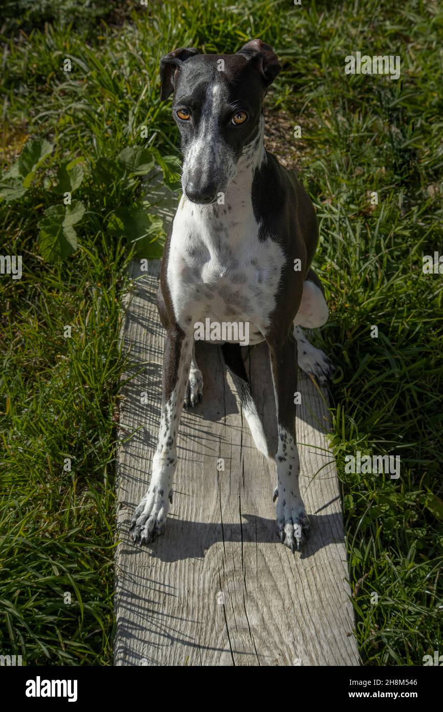 Greyhound Ruby posa su tavola di legno. Cane che posa come modello umano Foto Stock