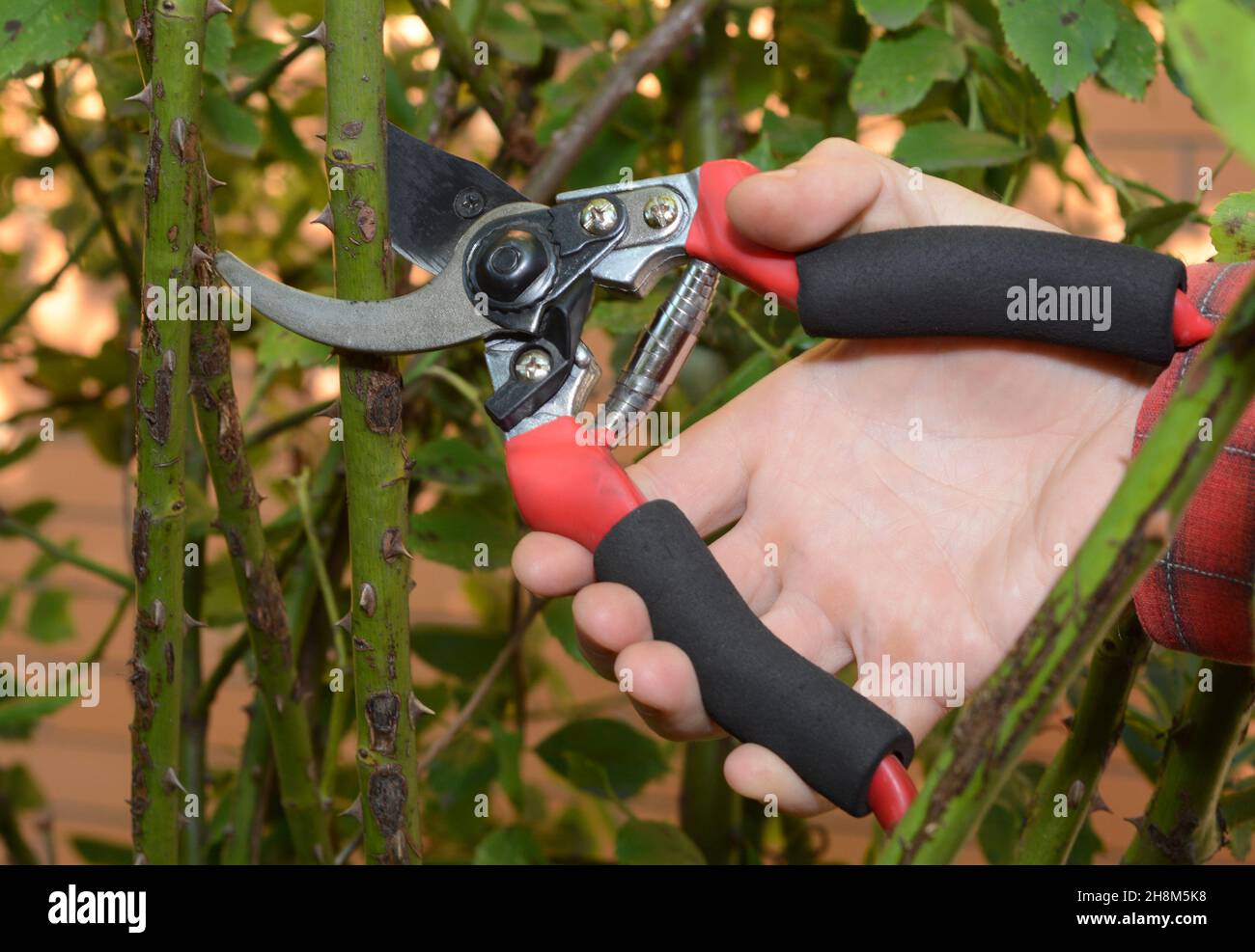 Un uomo sta potando le canne di rosa rambling con le cesoie taglienti di potatura in autunno per evitare i gambi di rosa aggrovigliati. Foto Stock